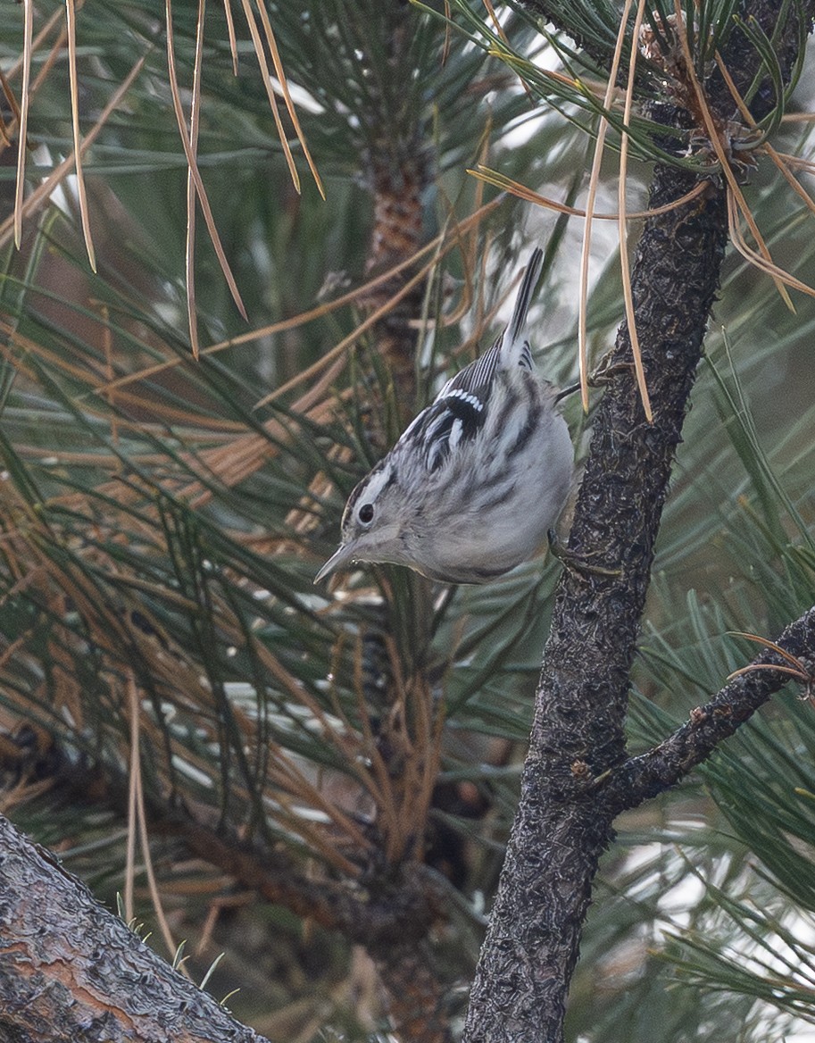 lesňáček černobílý - ML646763011