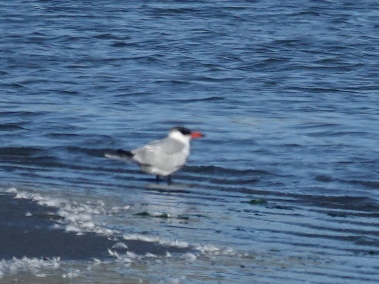 Caspian Tern - ML646763013