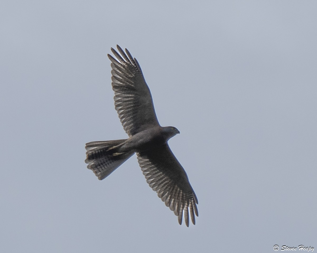 Brown Goshawk - ML646763014