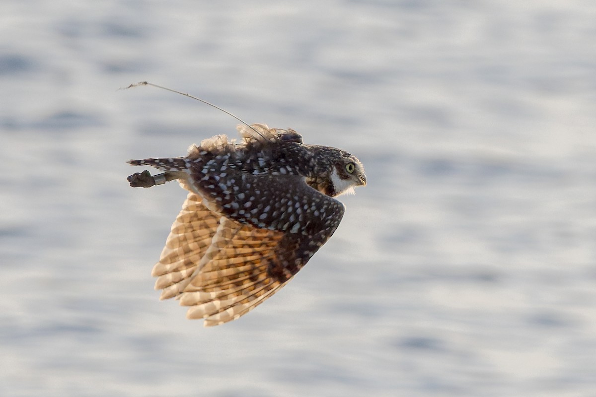 Кроличий сыч - ML646763017