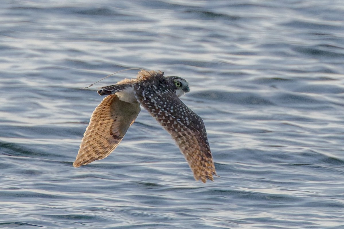 Кроличий сыч - ML646763018