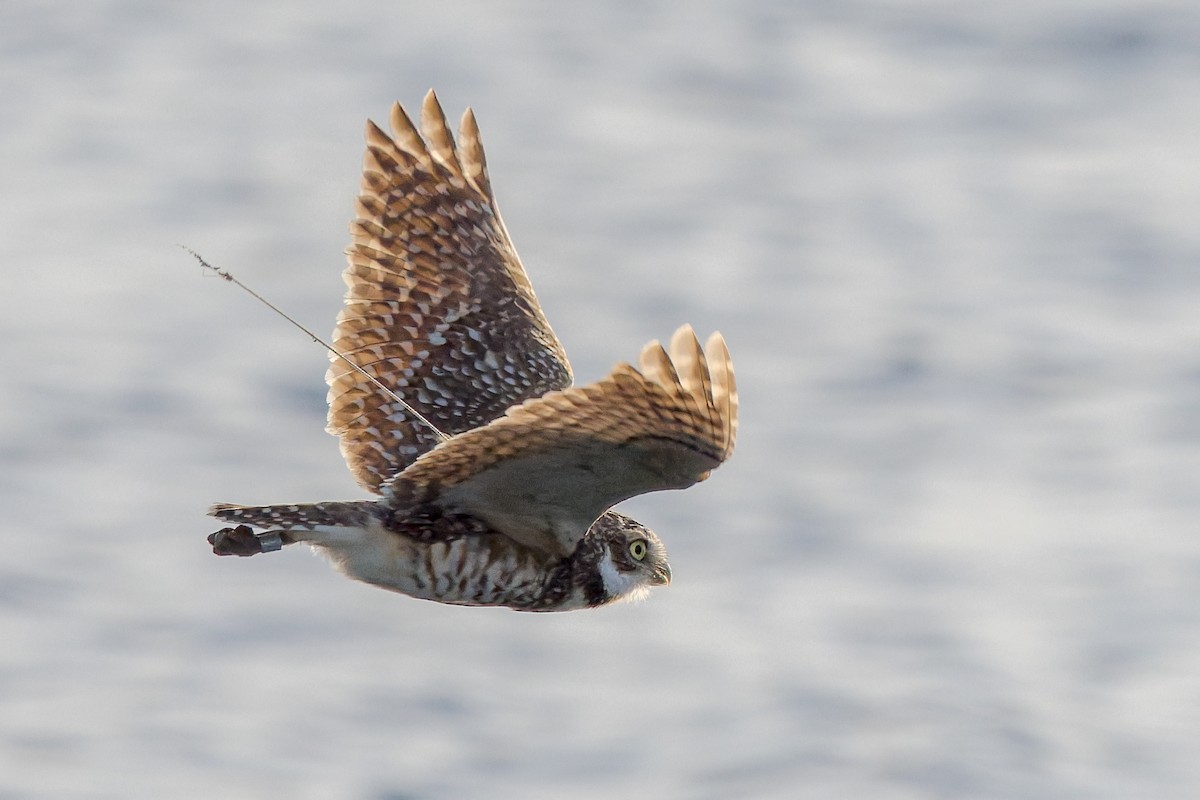 Кроличий сыч - ML646763019