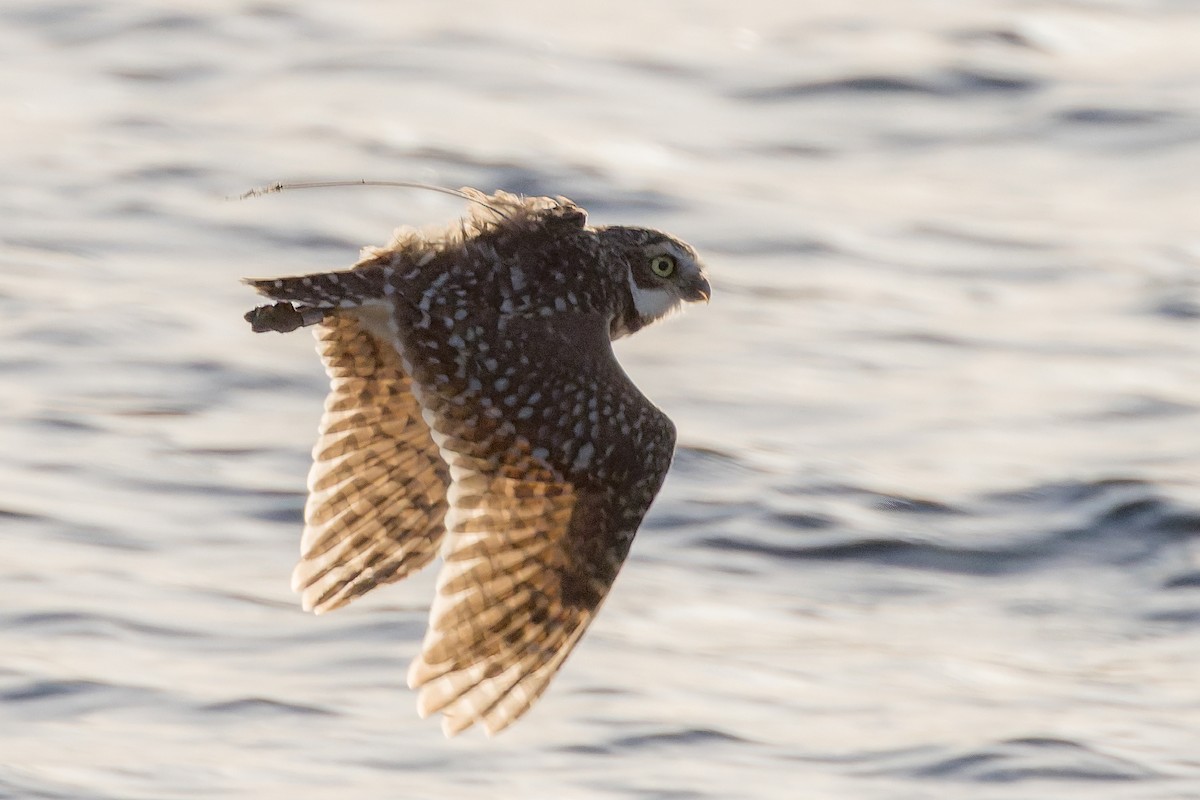 Кроличий сыч - ML646763020