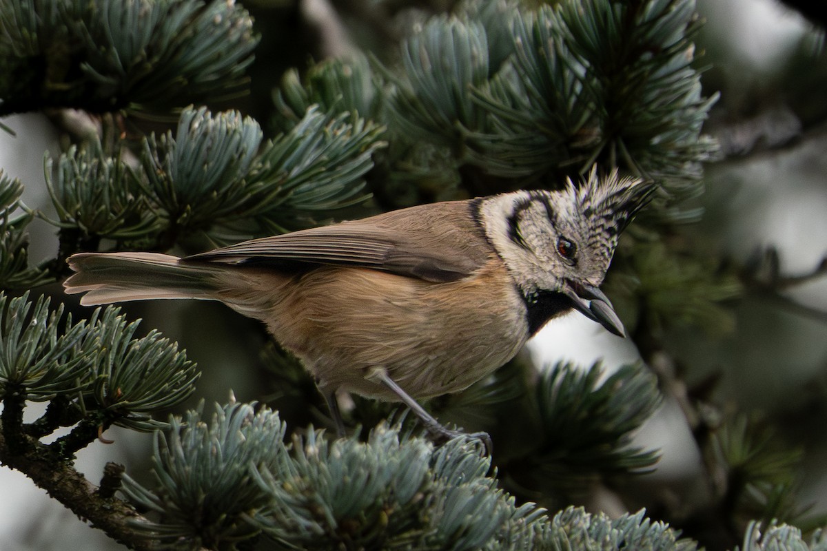 ירגזי מצויץ - ML646763021