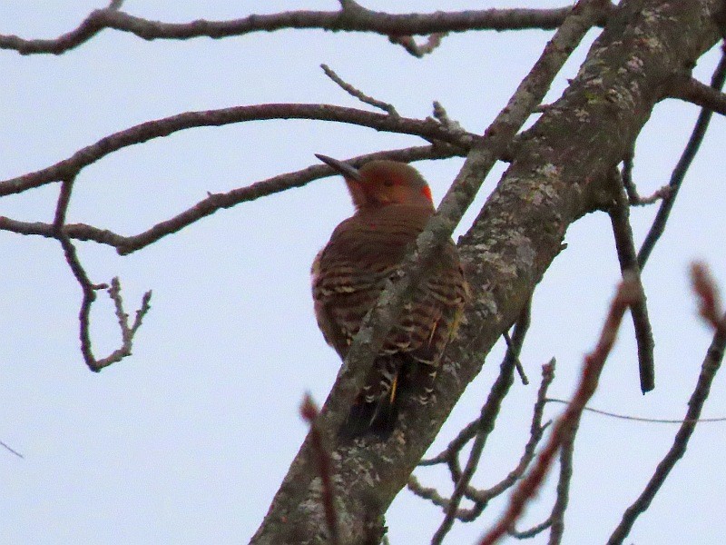 נקר צפון-אמריקני - ML646763022