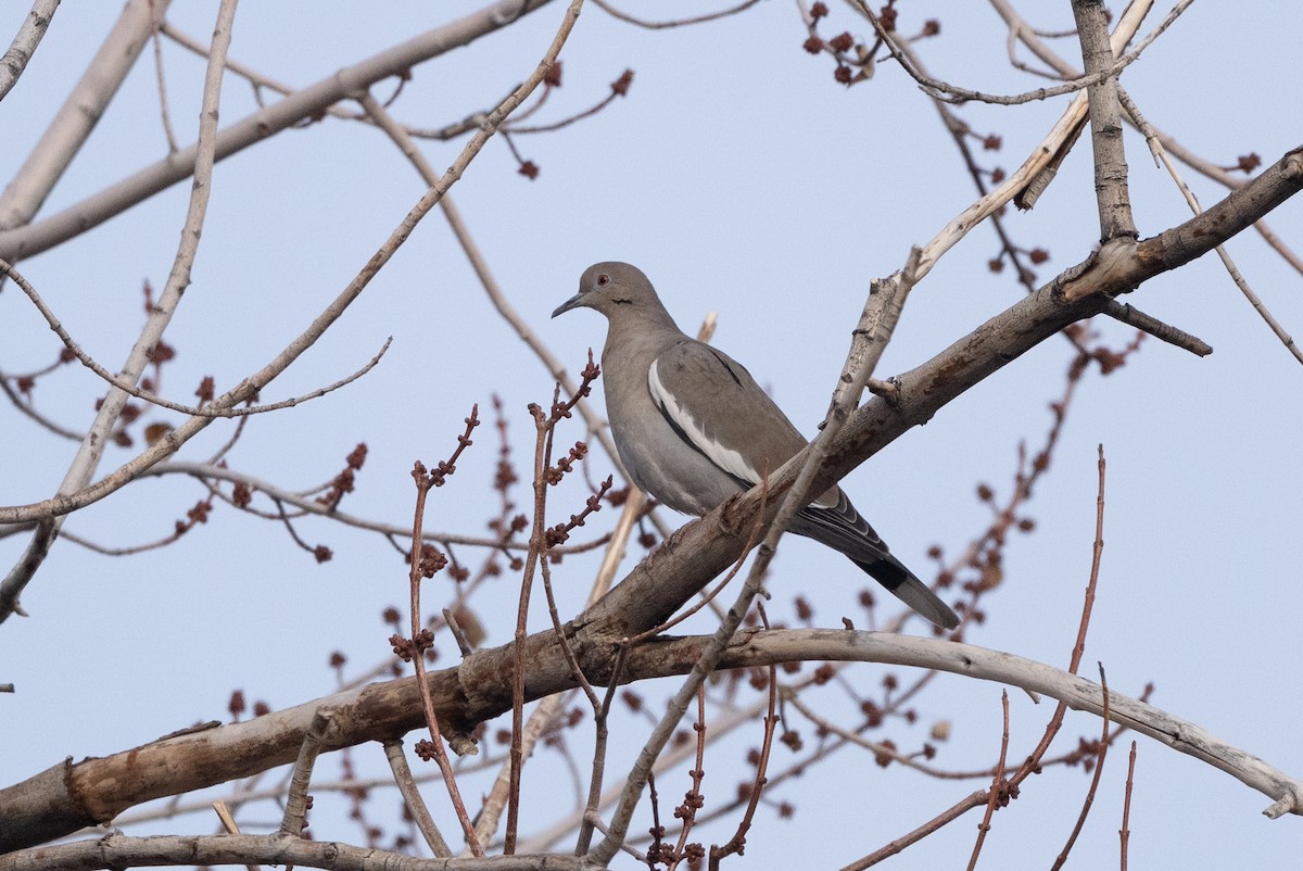 hrdlička bělavokřídlá - ML646763023