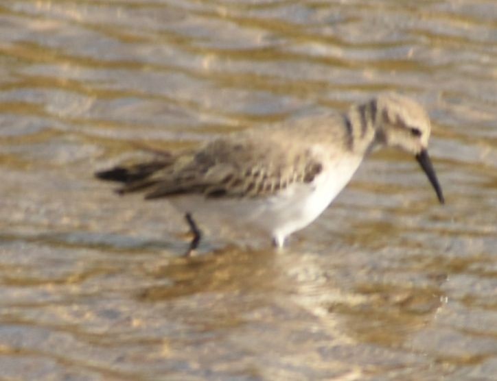 חופית אלפינית - ML646763024