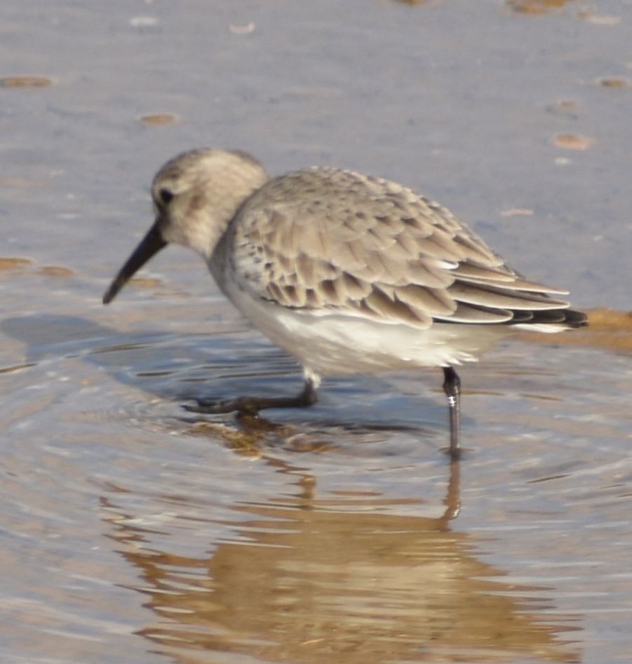 חופית אלפינית - ML646763025
