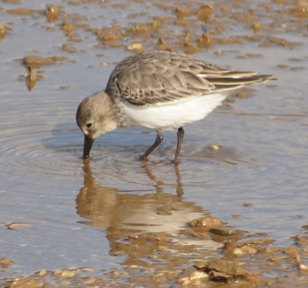 חופית אלפינית - ML646763026