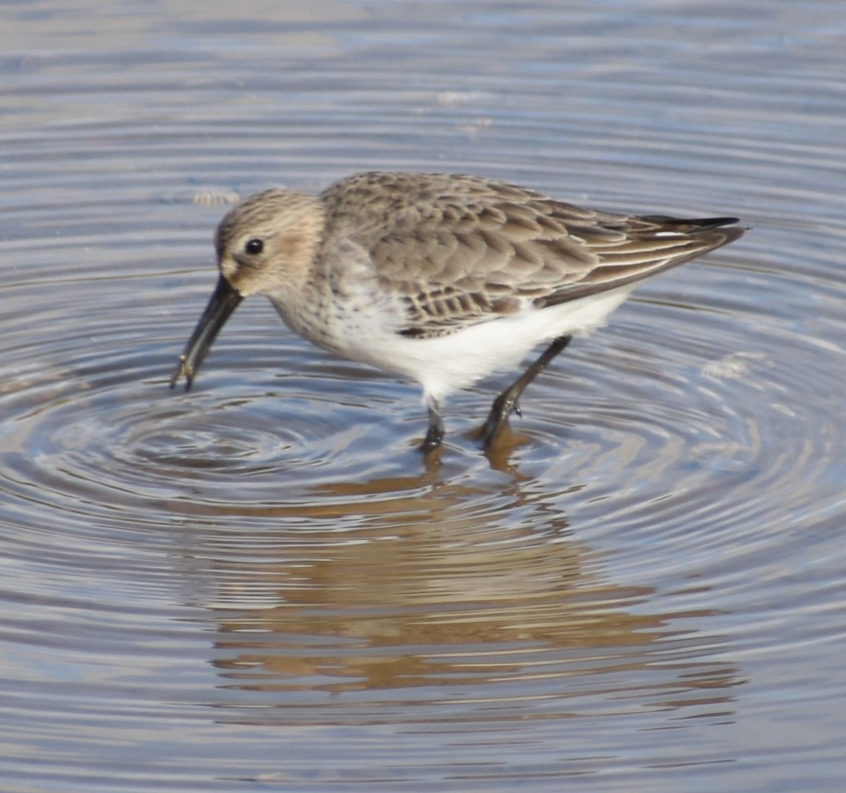 חופית אלפינית - ML646763027