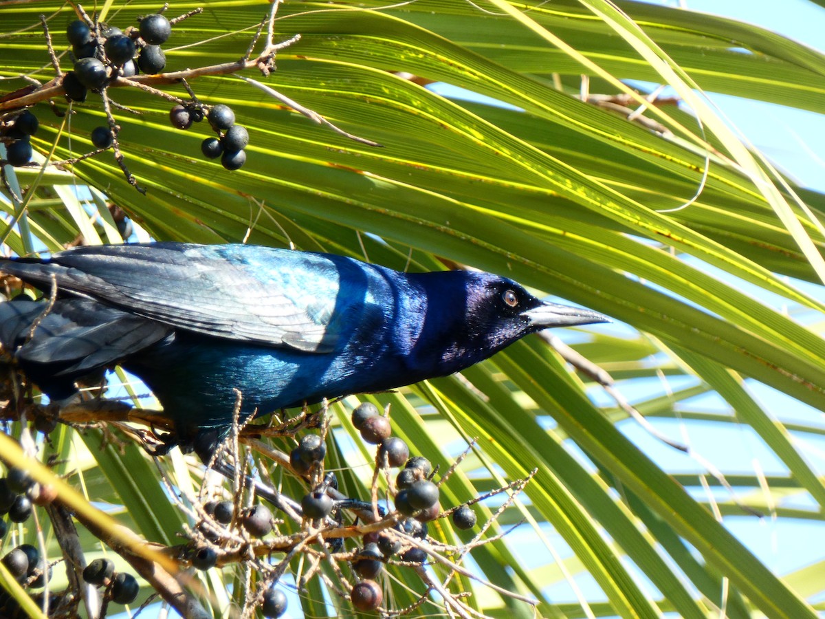 Boat-tailed Grackle - ML646763028
