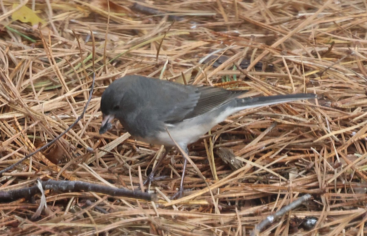 יונקו כהה-עין - ML646763029