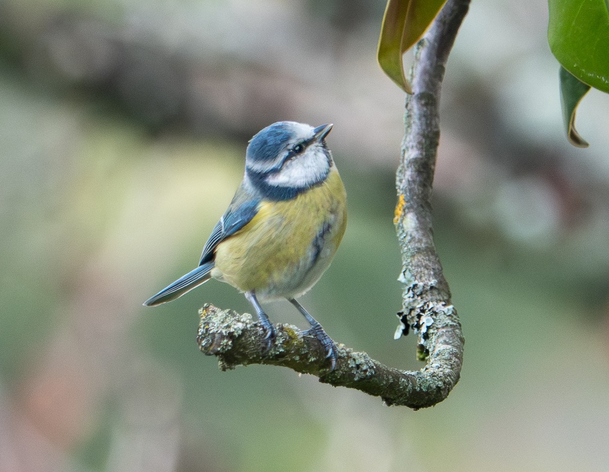 ירגזי כחול - ML646763030
