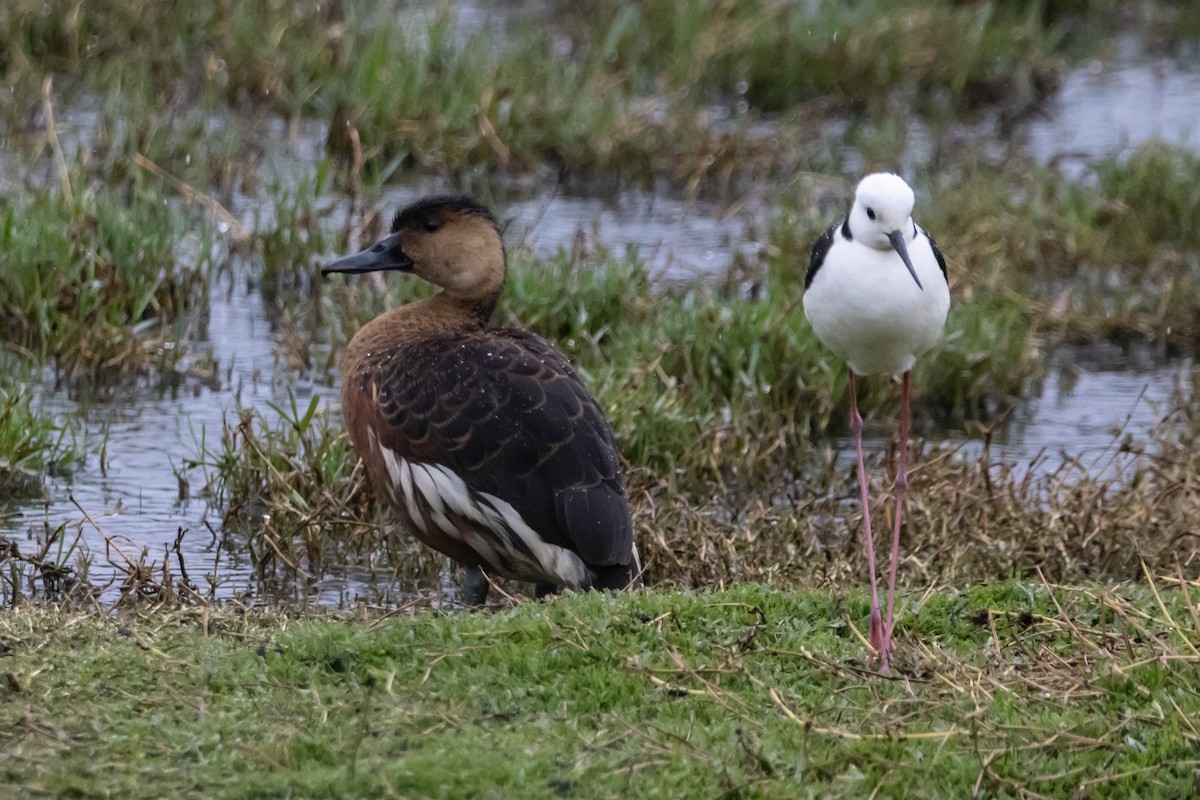 Pied Stilt - ML646763031