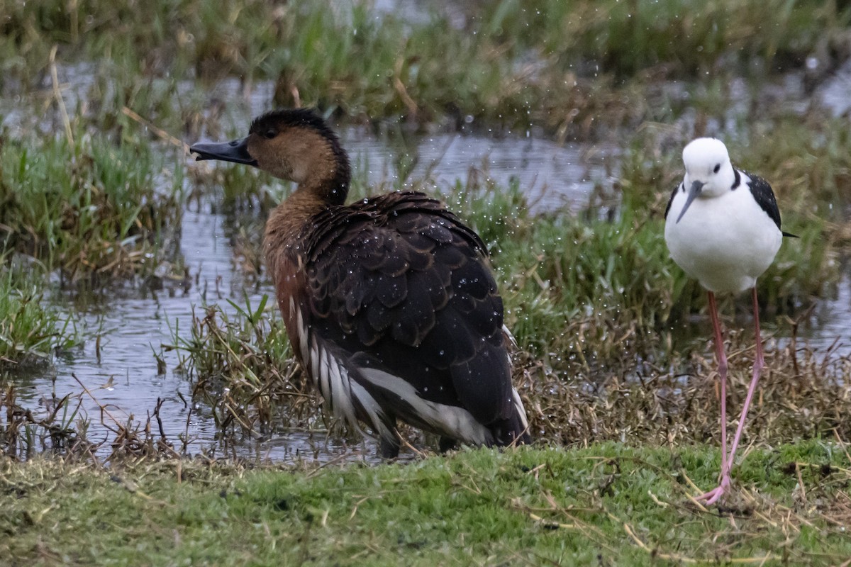 Pied Stilt - ML646763032