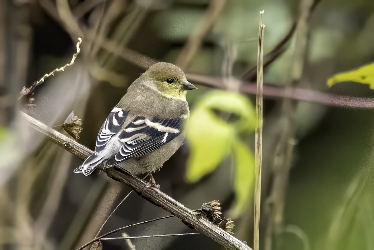 American Goldfinch - ML646763035