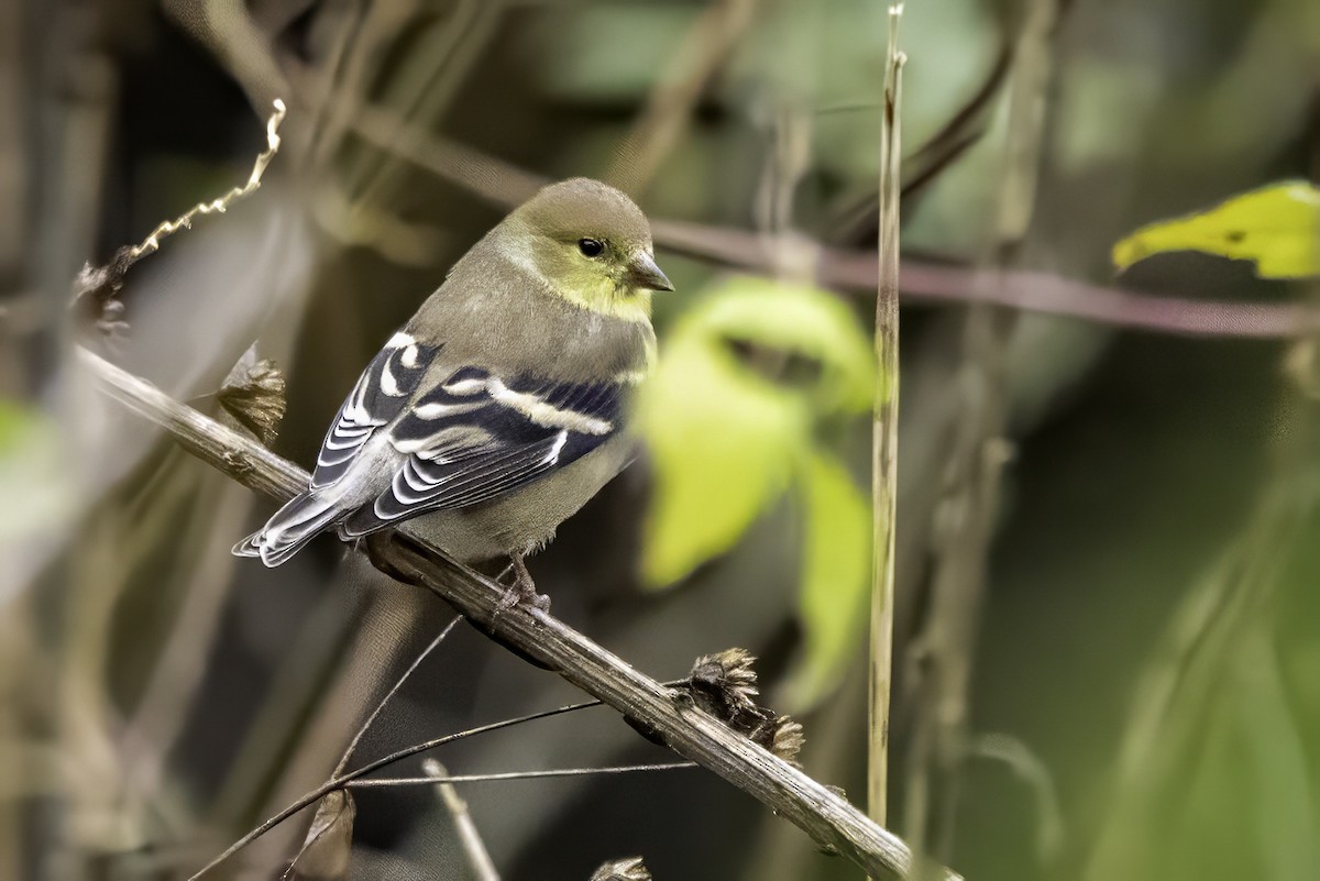American Goldfinch - ML646763036