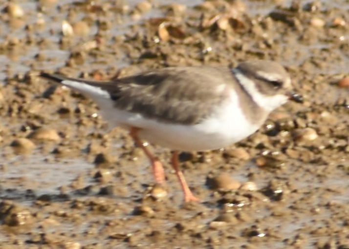 חופמי צווארון - ML646763037