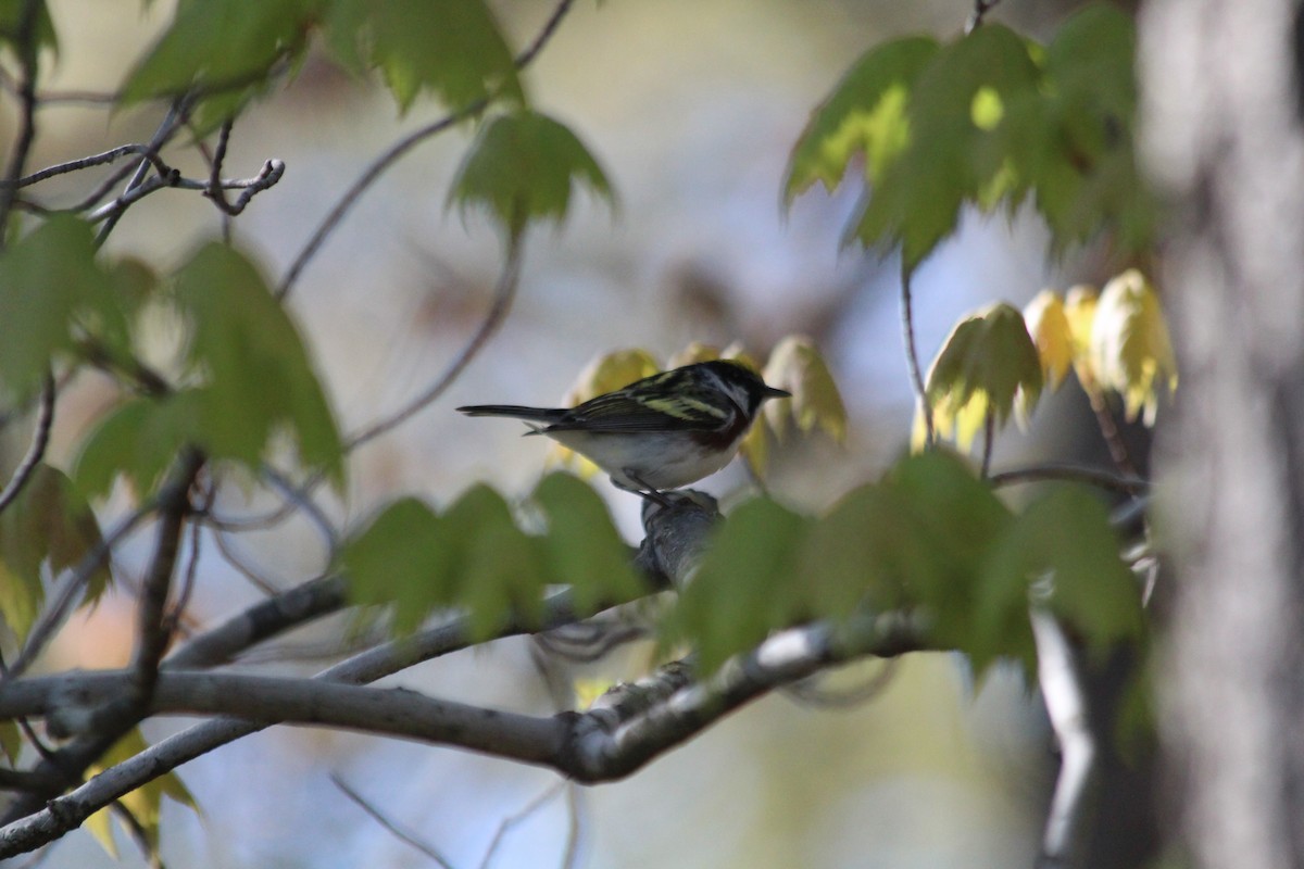 lesňáček rezavoboký - ML646763038