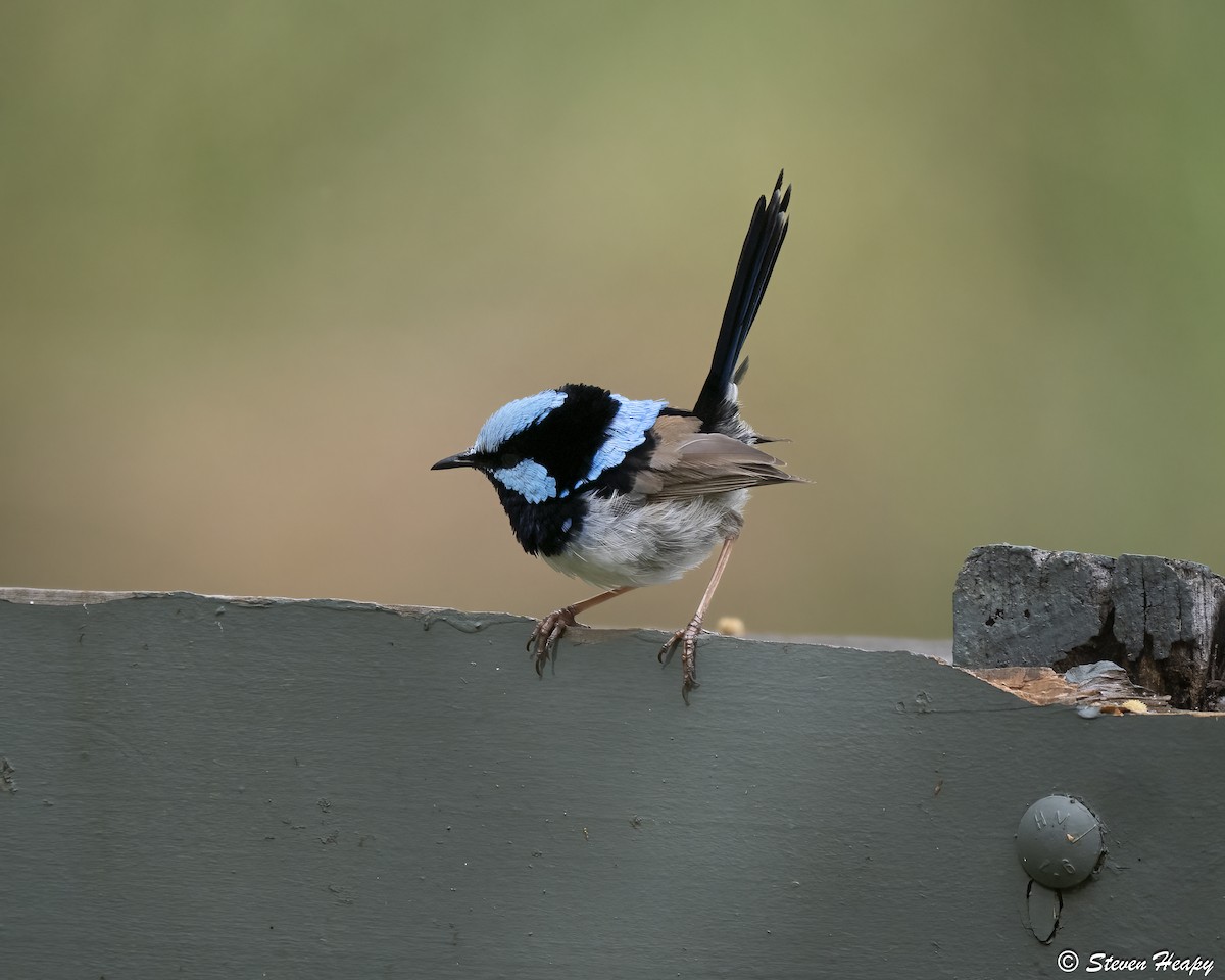 Superb Fairywren - ML646763039