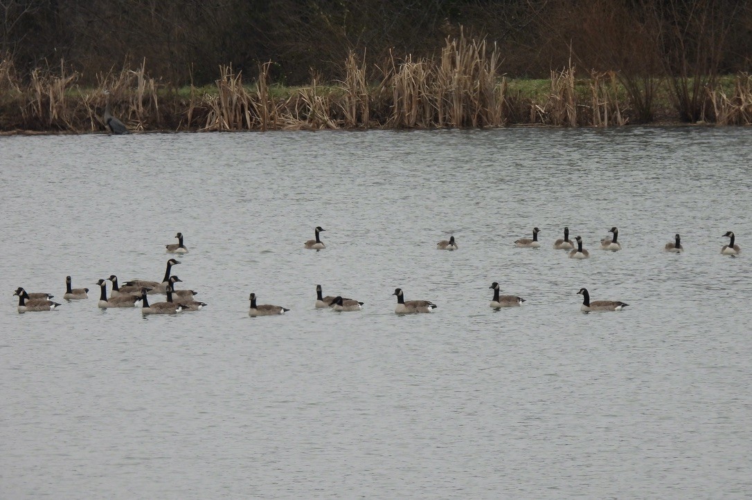 ברנטה קנדית - ML646763040