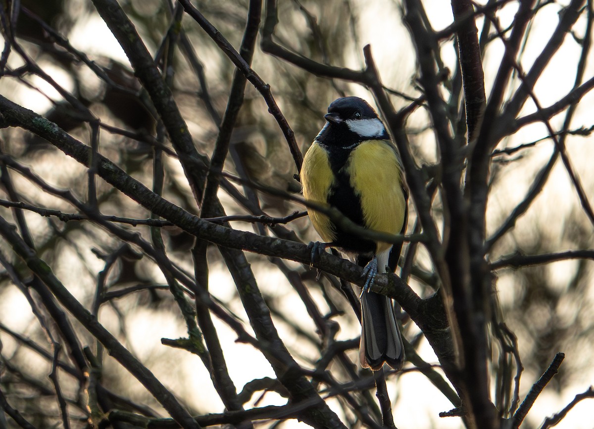 Great Tit - ML646763042