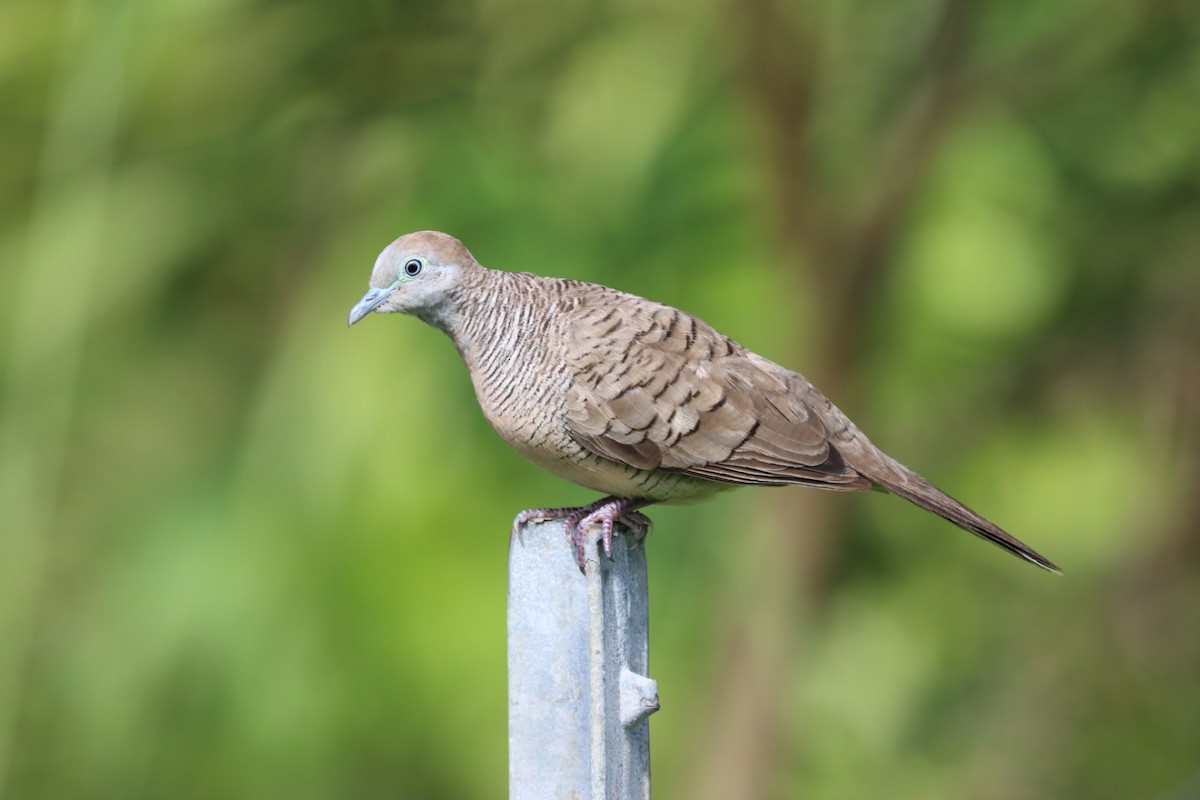 Zebra Dove - ML646763045