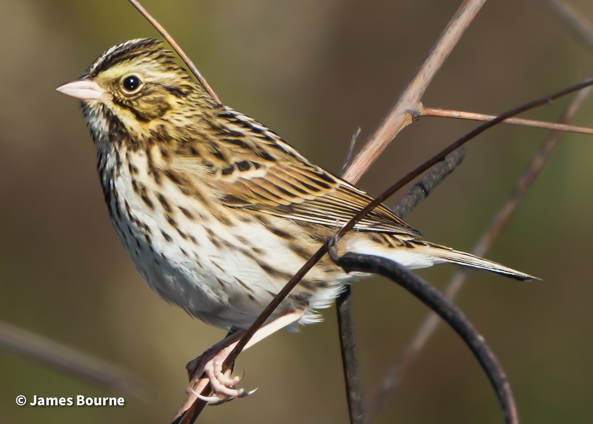 Savannah Sparrow - ML646763051