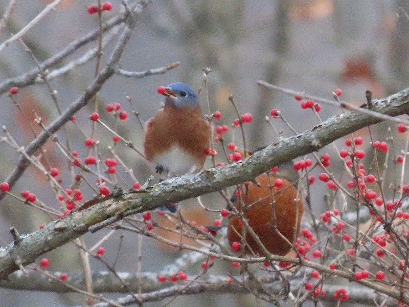 Eastern Bluebird - ML646763052