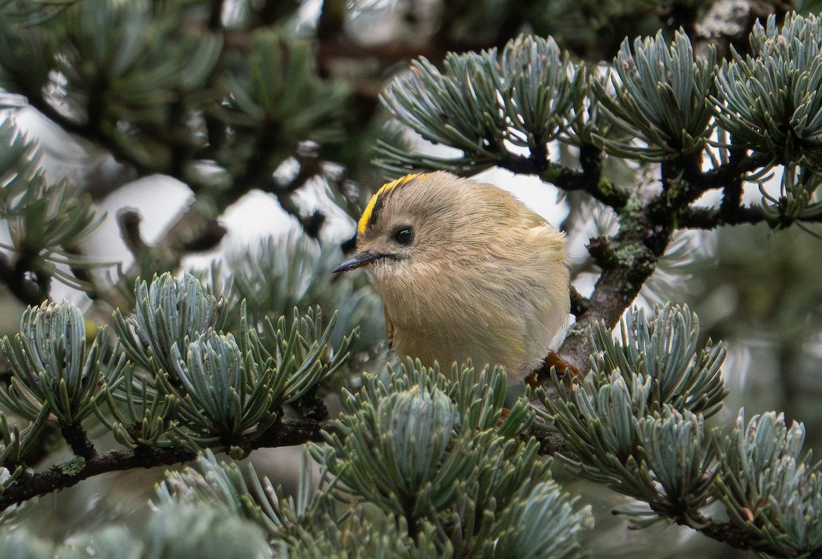 Goldcrest - ML646763055