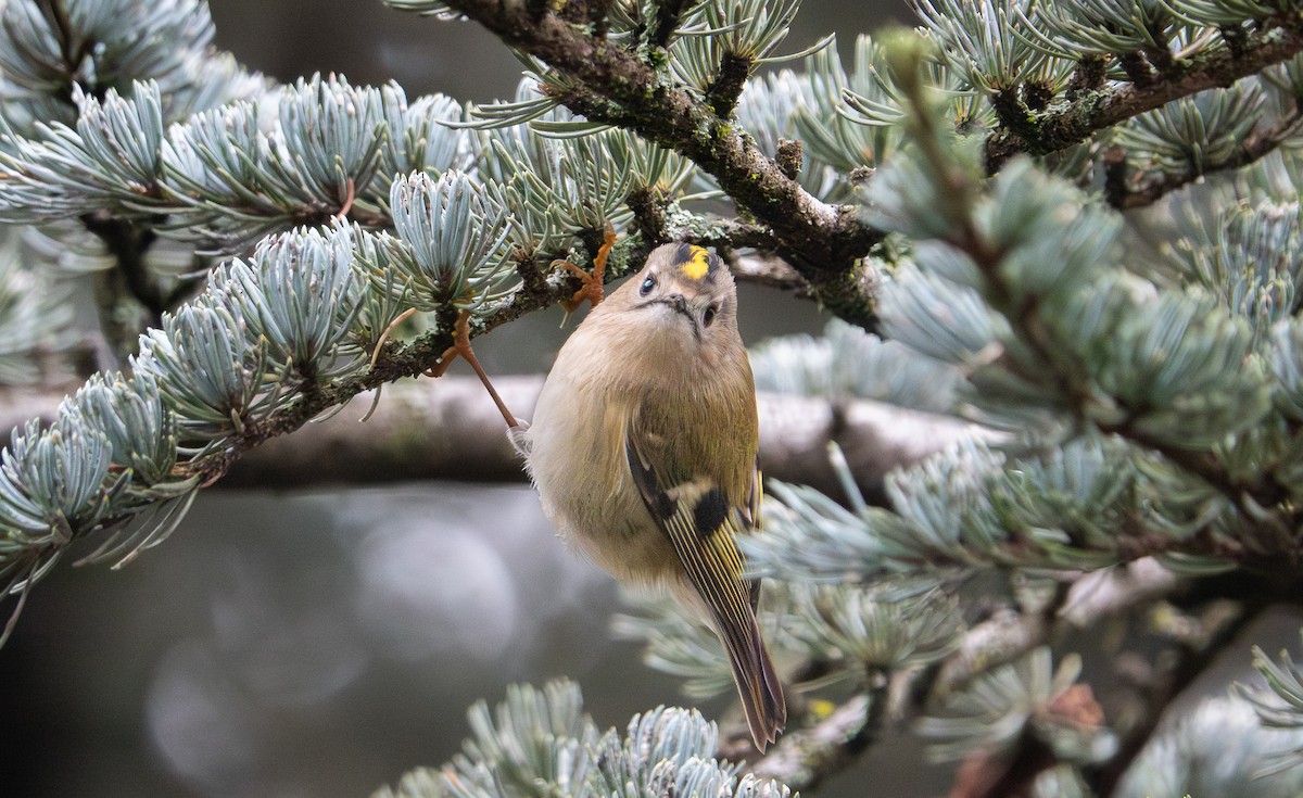 Goldcrest - ML646763056
