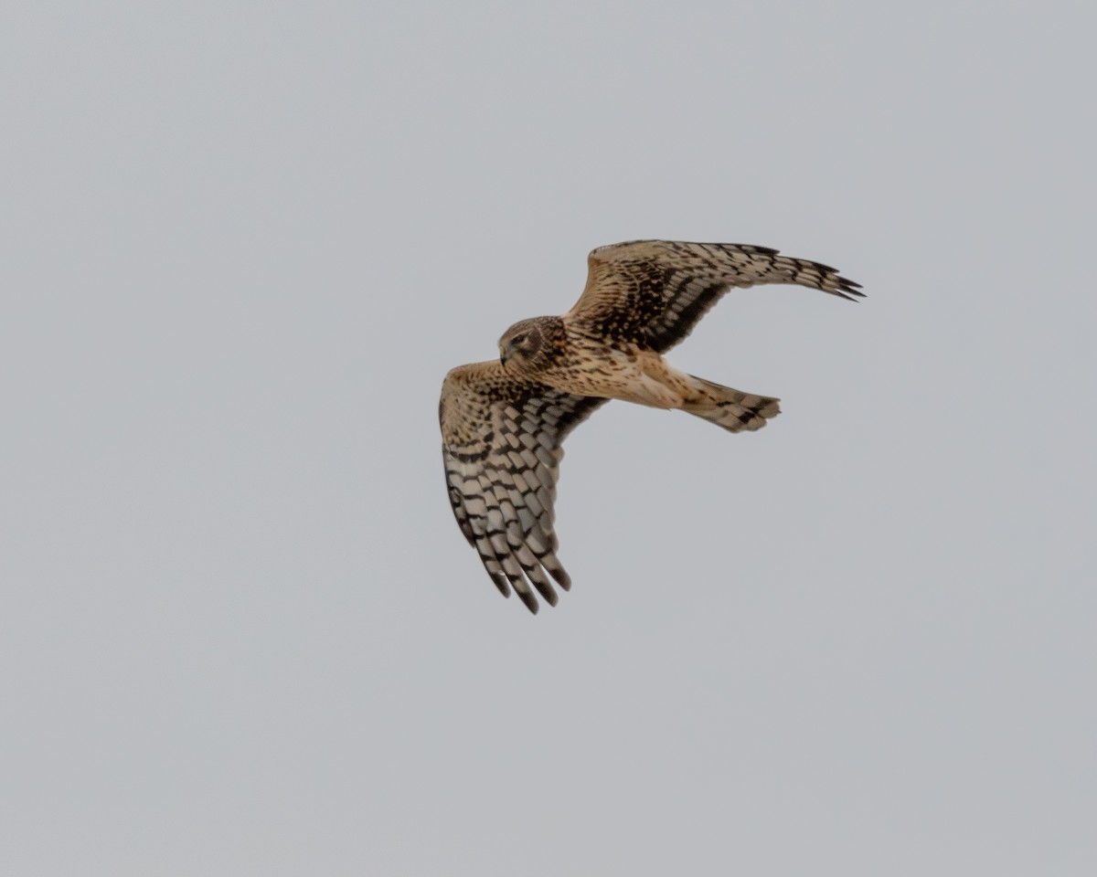 Northern Harrier - ML646763057