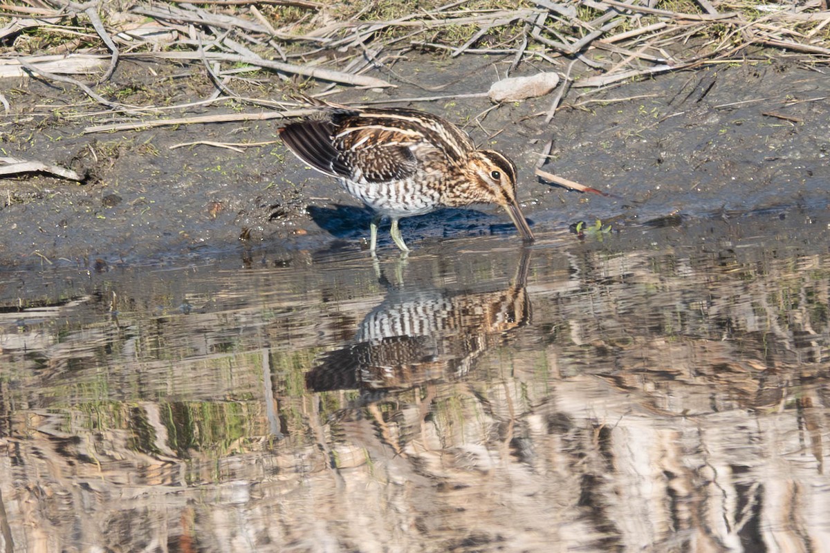 Wilson's Snipe - ML646763068