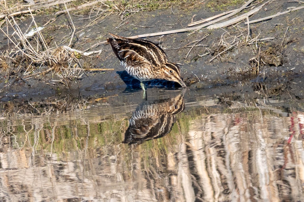 Wilson's Snipe - ML646763069