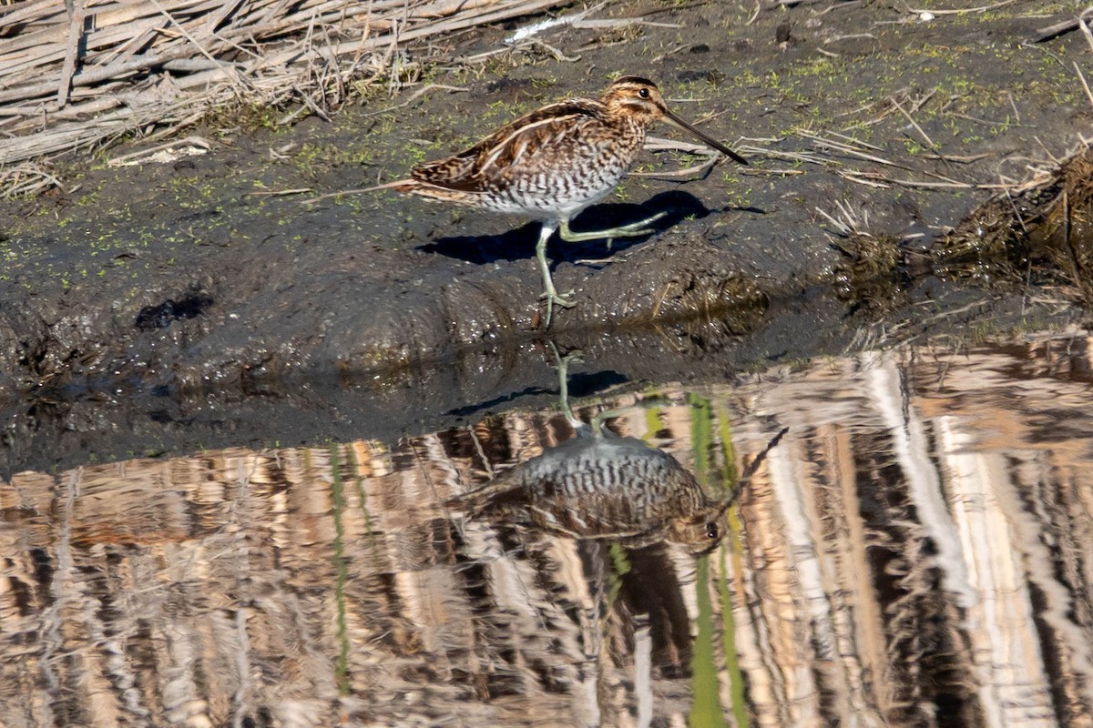 Wilson's Snipe - ML646763070