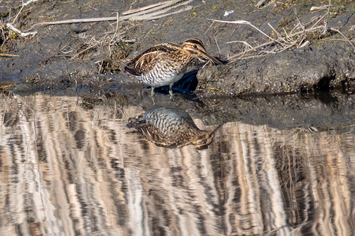 Wilson's Snipe - ML646763071