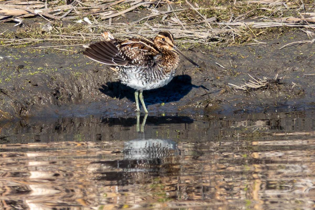 Wilson's Snipe - ML646763072