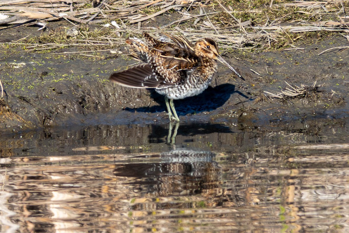 Wilson's Snipe - ML646763073