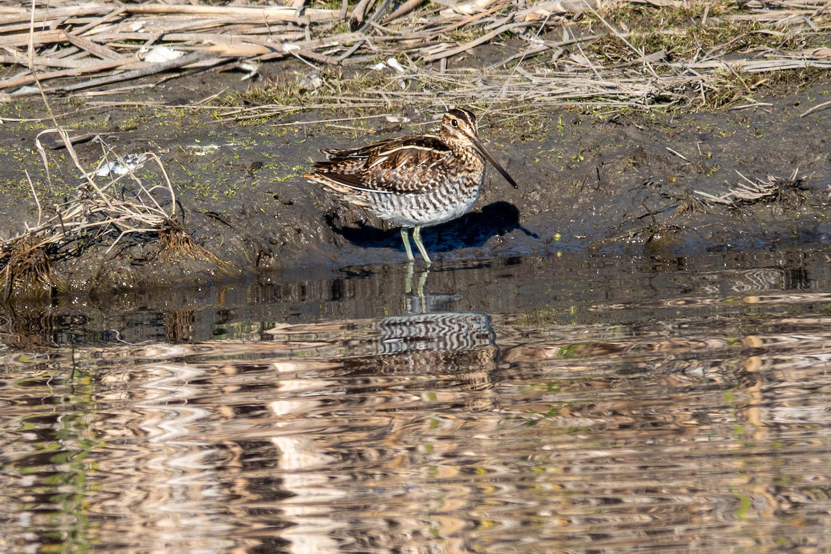 Wilson's Snipe - ML646763074