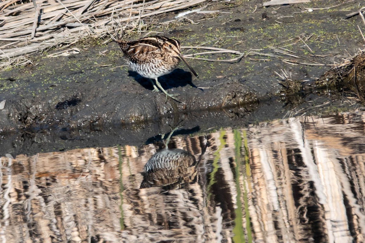 Wilson's Snipe - ML646763075