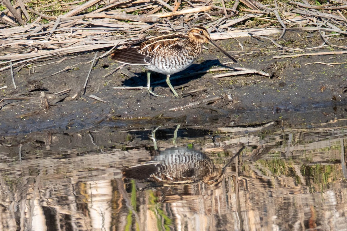Wilson's Snipe - ML646763076