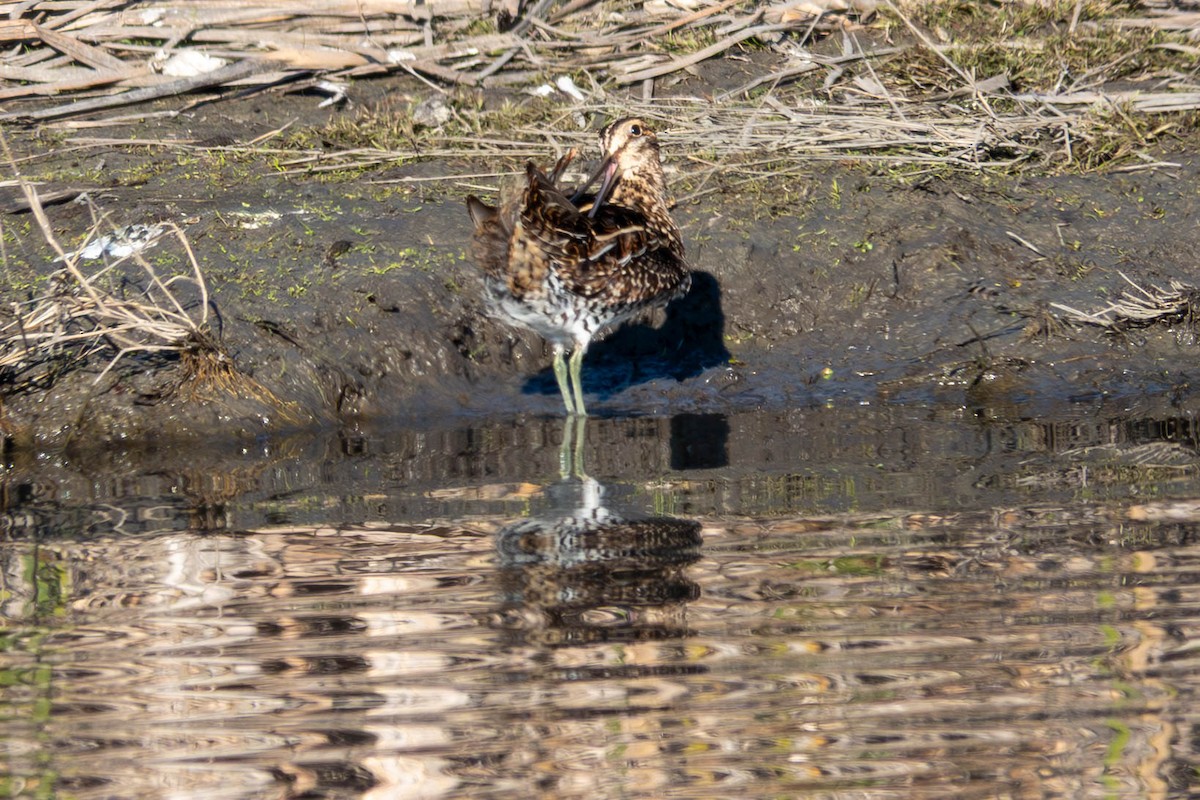 Wilson's Snipe - ML646763077