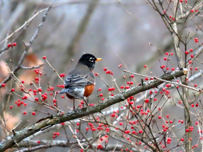 קיכלי נודד - ML646763078