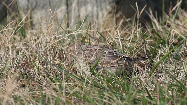 Чінголо очеретяний - ML646763079