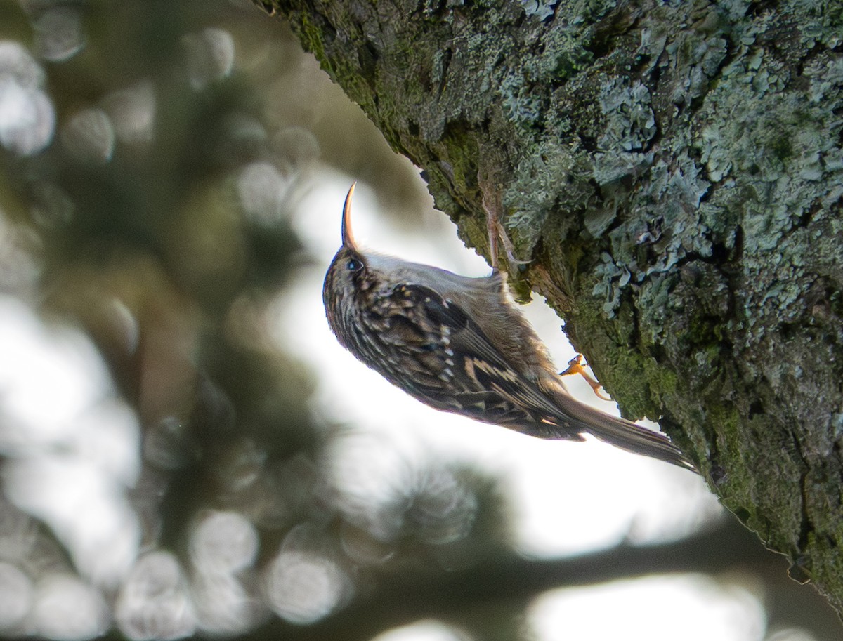 Short-toed Treecreeper - ML646763092