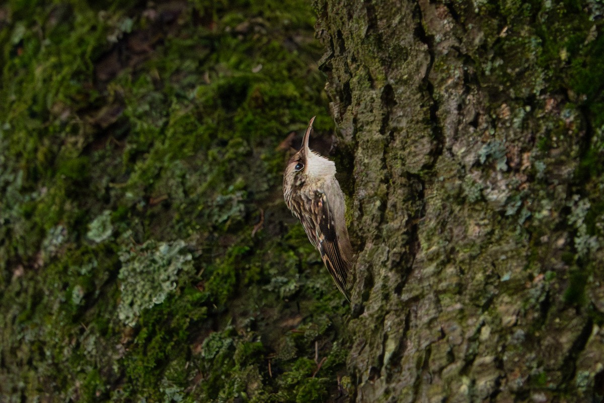 Short-toed Treecreeper - ML646763093