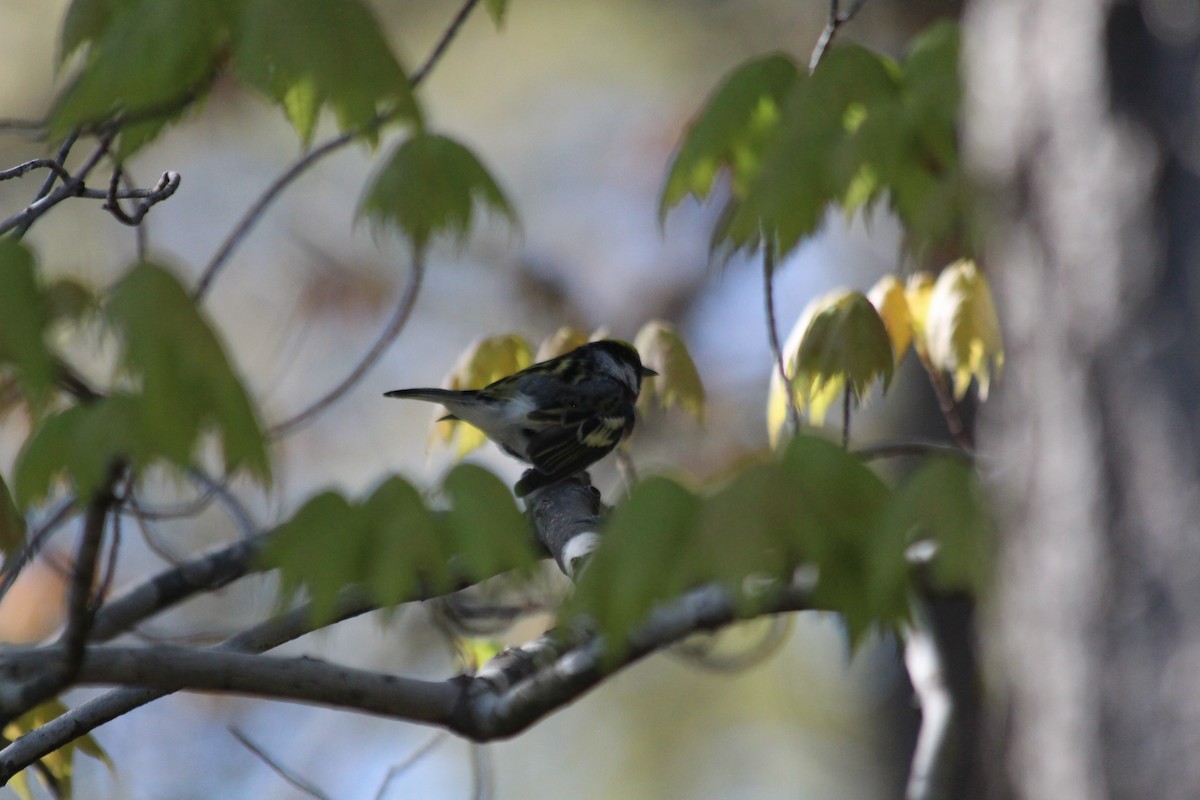 lesňáček rezavoboký - ML646763098