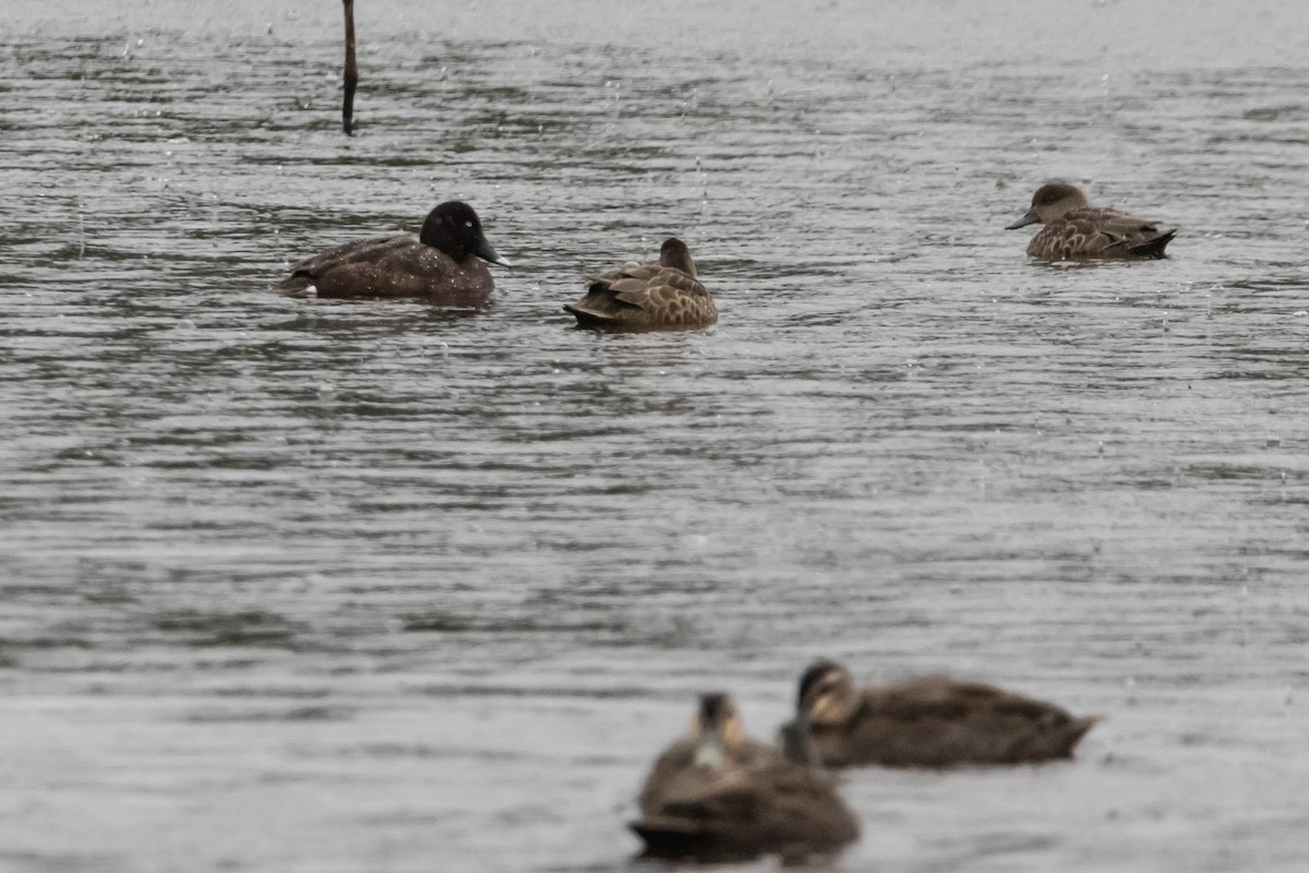 Hardhead - ML646763099