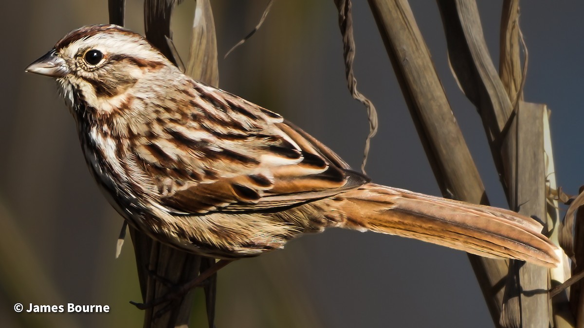 Song Sparrow - ML646763100