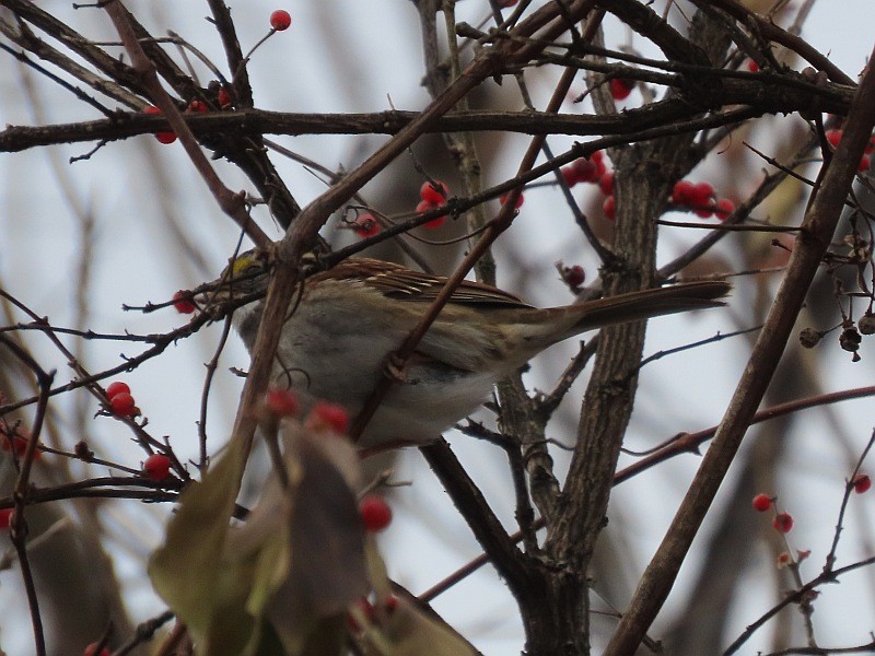 גיבתונית לבנת-גרון - ML646763101
